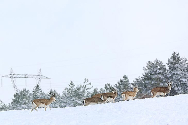 Türkiye'nin ilk fauna tanıtım alanında kış güzelliği