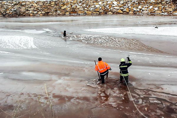 Donan Kızılırmak'ta mahsur kalan köpeği itfaiye kurtardı