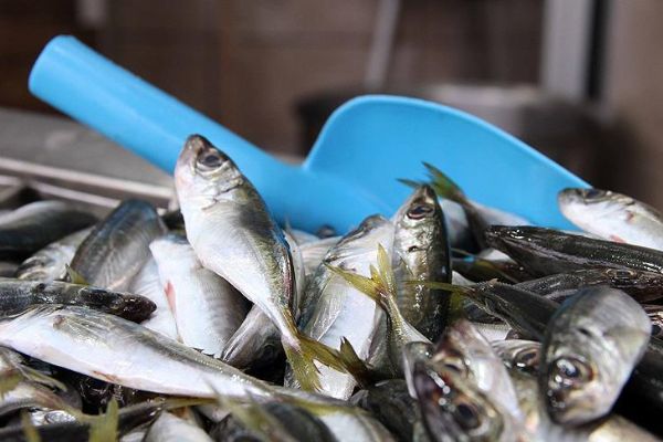 Hamsinin yerini istavrit aldı