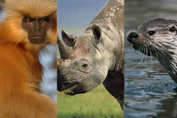 Nesli tehlike altında olan hayvanlar