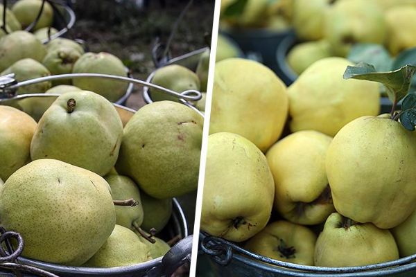 Armut ve ayva 2018'i ihracat rekoruyla kapattı