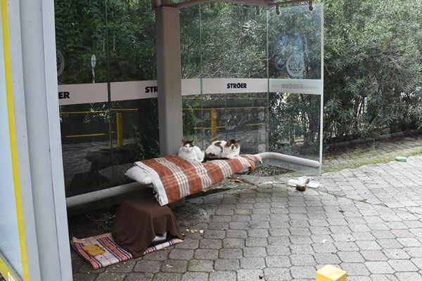 Otobüs durağı kedilere yuva oldu