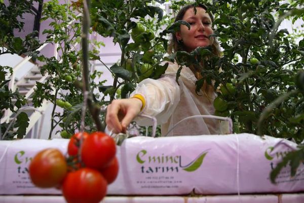 Ledle aydınlattıkları serada domates yetiştiriyorlar