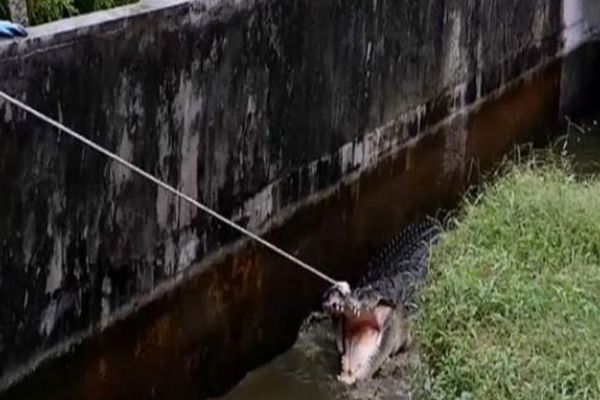 Endonezya'da kadını yiyen timsah asker ve polisin yardımıyla yakalanabildi