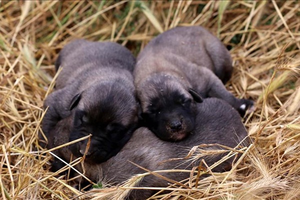 Yavrularını yiyen kangalların sırrı çözüldü