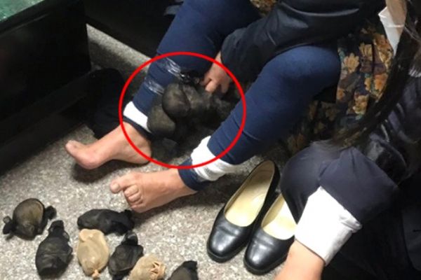 Çin'den Tayvan'a giden yaşlı kadının pantolonundan 24 tane çöl faresi çıktı