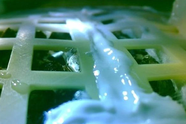 Ay'da yetiştirilen pamuk bitkisi soldu