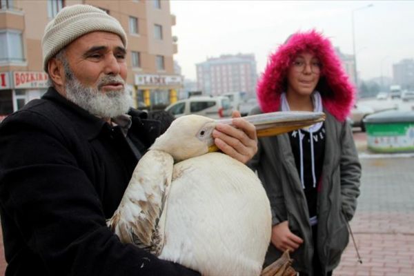 Yaralı pelikana bir gece evinde baktı