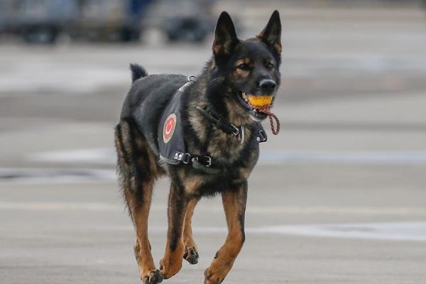 Kaçakçıların korkulu rüyası, turistlerin gözdesi: Maddox