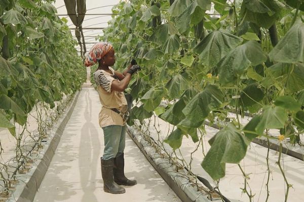 Angola, iç savaştan sonra ekonomisini çeşitlendirerek büyütüyor