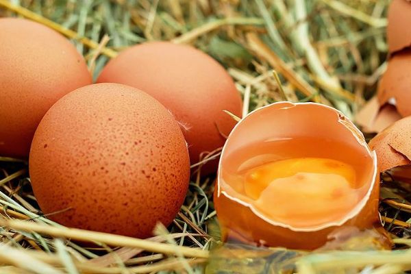 'Kanser ilacı yumurtlayan' tavuklar yetiştirildi