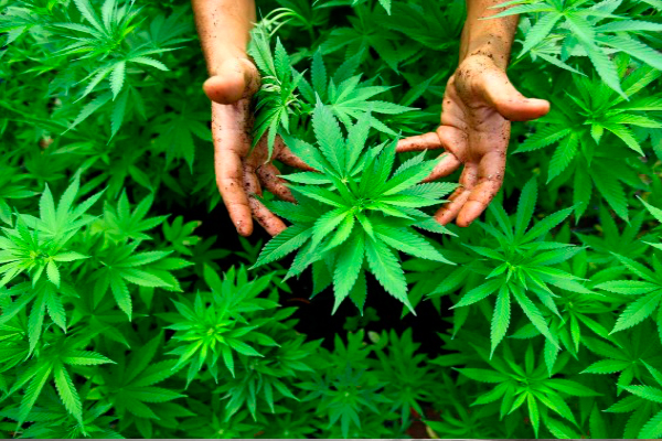 İsarail'den kenevir ihracatına onay