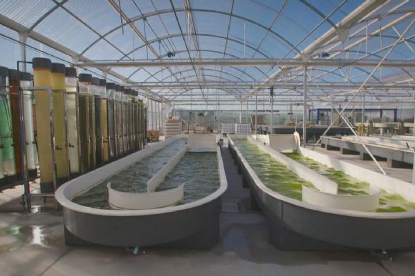 Omega 3 ihtiyacını karşılamada 'Mikroalgler' besin kaynağı olacak