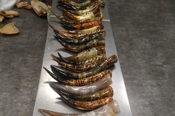 Atatürk Havalimanı'nda manda boynuzu operasyonu