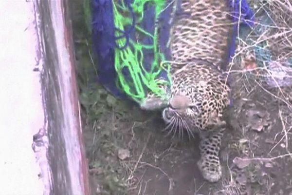 Hindistan'da şehre inen leopar 4 kişiyi yaraladı