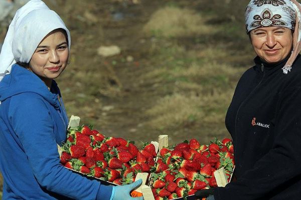 Çilek ihracatında büyük artış