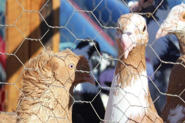 Osmaniye'de en güzel güvercin yarışması