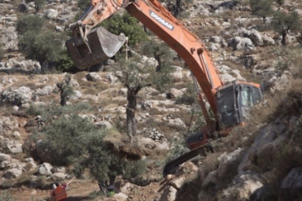 İsrail askerleri Batı Şeria'da zeytin ağaçlarını söktü
