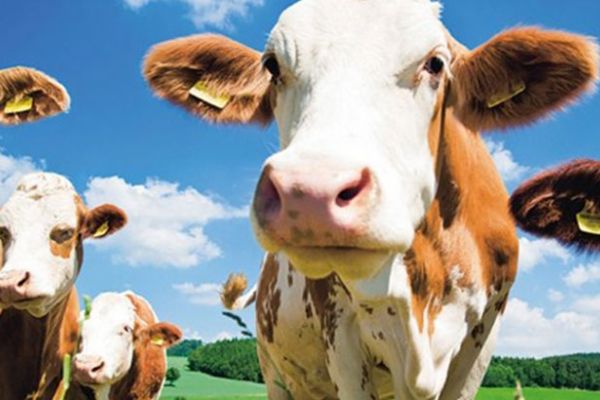 Türkiye hayvansal üretimde artış kaydedildi