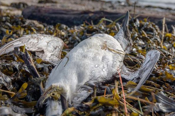 Sahillerde 20 bin kuşun 'gizemli ölümü'