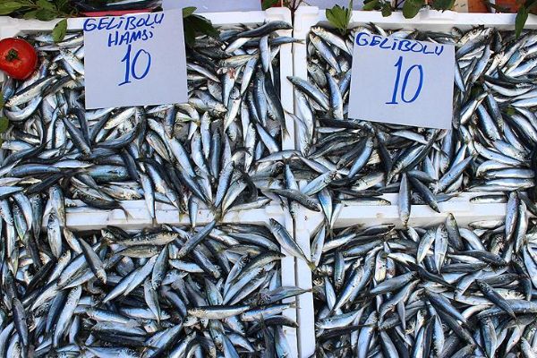 Sardalya ucuzlayınca hamsi gölgede kaldı