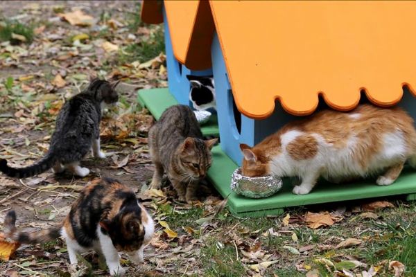 Sokak kedilerine mama yardımıyla cezadan kurtuldu