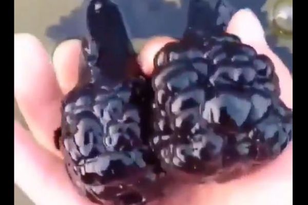 Böğürtlene benzeyen bu balığı daha önce gördünüz mü?