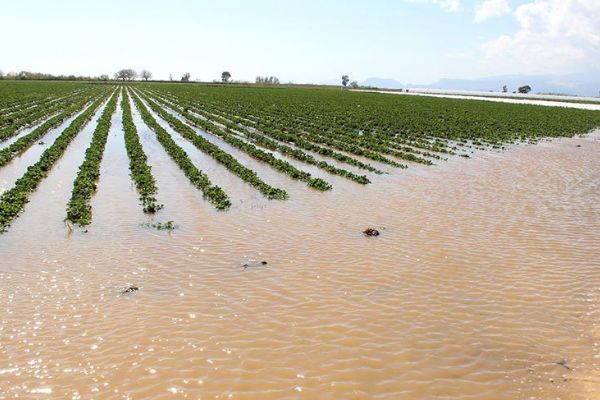 Kahramanmaraş'ta tarım arazileri sular altında