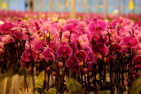 Gül üretimi düştü orkide üretimi arttı