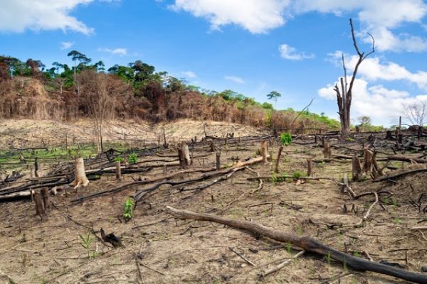 Dünya Altıncı Kitlesel Yok Oluşa doğru gidiyor