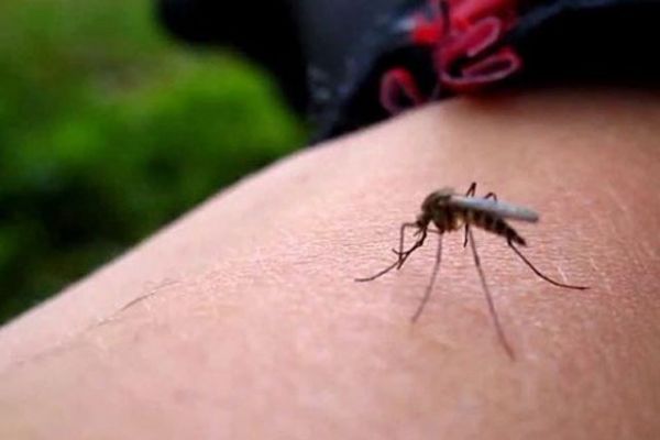 Zika virüsü Türkiye'de