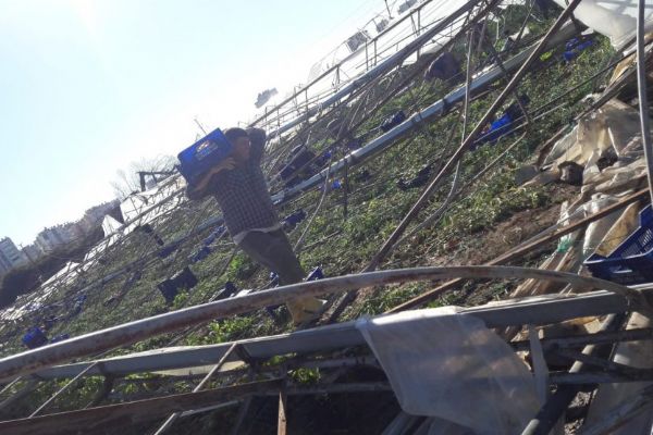 Tarım yapanlar için iklim değişikliğine karşı sigorta