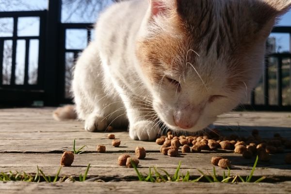 Sokak hayvanları microchip ile takip ediliyor