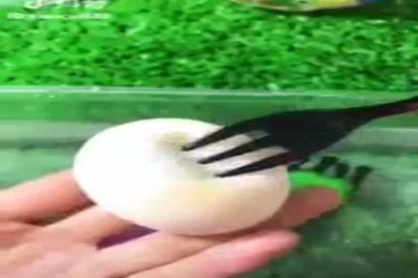 Çin'de üretilen plastik yumurta, böyle yapılıyor