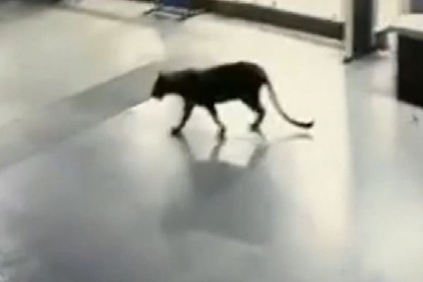 AVM'ye giren leopar paniğe yol açtı