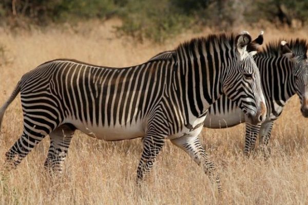 Zebra çizgilerinin ne işe yaradığı ortaya çıktı
