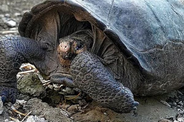 110 yıl önce nesli tükendi sanılan kaplumbağa korumaya alındı
