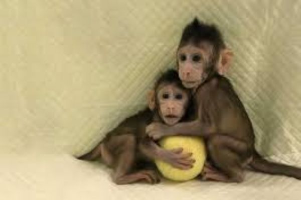 Çin'de maymun klonlandı