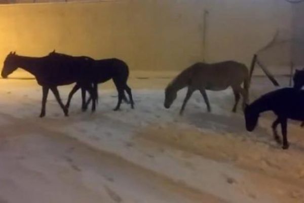 İstanbul'da sokak hayvanlarına sokak atları da eklendi