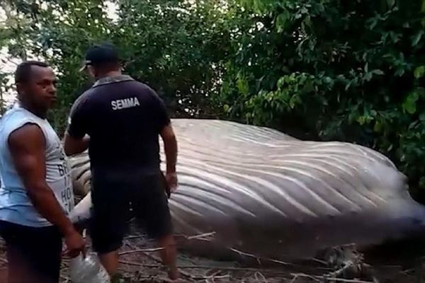 10 metre boyundaki kambur balina karaya vurdu