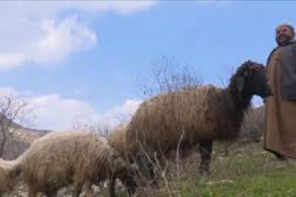 Irak'ta İŞİD'in yenilmesinin ardından sürüler meralara indi