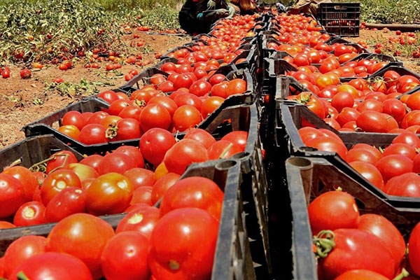 Rusya, Türkiye'den getirilen 124 ton domatesi geri çevirdi