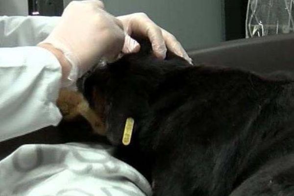 Havlamasından rahatsız olduğu köpeği kafasından vurdu