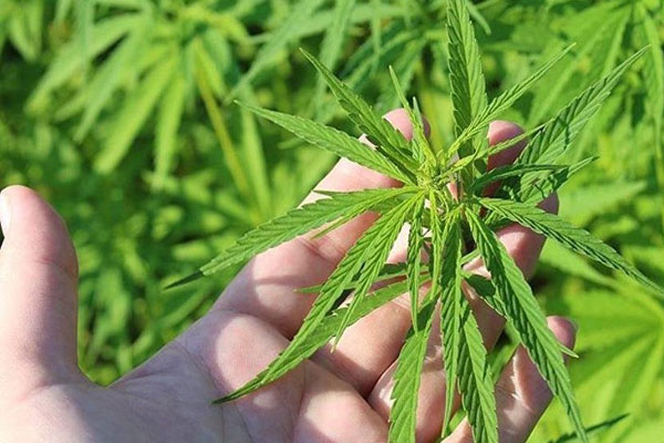 Kenevir iki ayda yüzde 50 kazandırdı