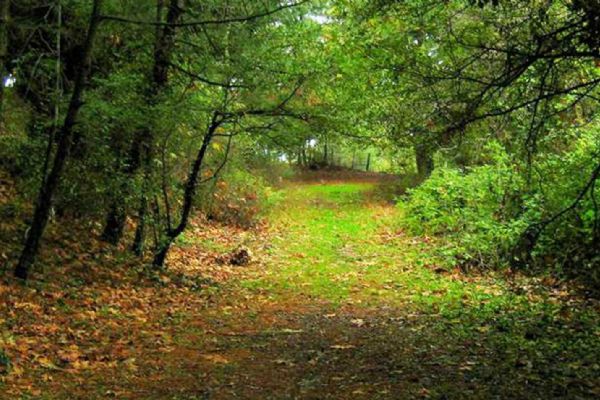 Orman sınırları alanlarında değişiklik