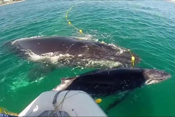 Olta iplerine dolanmış kambur balina kurtarıldı
