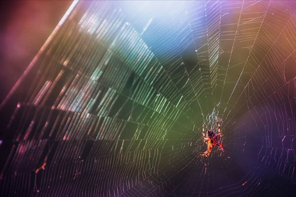 Üç yeni örümcek türü keşfedildi