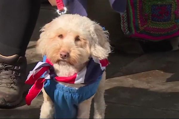 İngiltere parlamentosu önünde Brexit'i protesto etmek için köpeklere akşam yemeği verildi