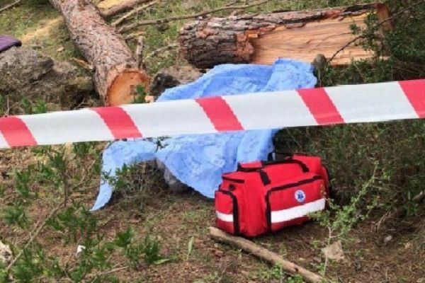 Kestiği ağacın altında can verdi