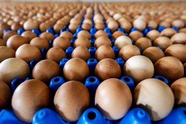 Tavuk yumurtası üretimi arttı